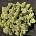 Hortenzia metlinatá (Hydrangea paniculata) ´GROUNDBREAKER® GREENY´ by LIVING CREATIONS®´ - výška 20-30 cm, kont. C1,5L